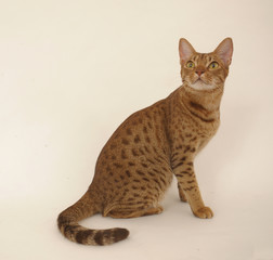 OCICAT.