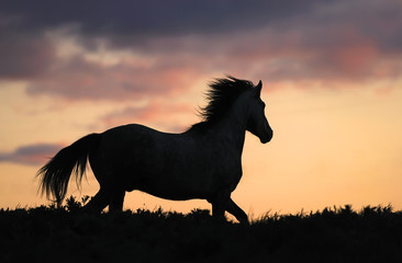 Fototapeta na wymiar siwy koń działa na wzgórzu na zachodzie słońca