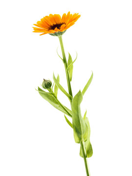 Ringelblume