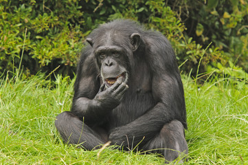 Chimpanzee