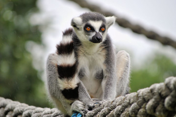 Obraz premium Ring-Tailed Lemur