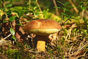 edible mushroom