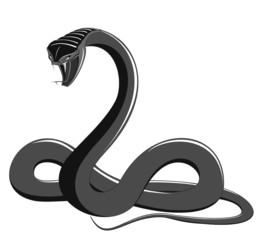 Naklejka premium Snake - black and white