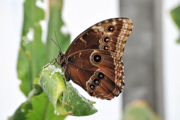 Morpho Peleides Butterfly