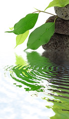 Naklejka premium feuilles de ficus benjamina sur galets de basalte