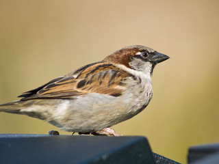 Male sparrow