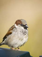 Male sparrow