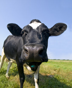 closeup of a black and white cow