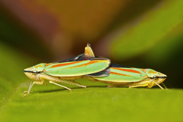 Mating Rhododendron Leafhoppers