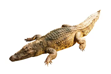 Fotobehang Krokodil Krokodil geïsoleerd op witte achtergrond