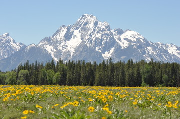 wildflowers and mountain peaks