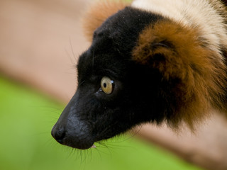 Fototapeta premium Red ruffed lemur