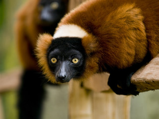 Red ruffed lemur