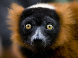 Red ruffed lemur © Wouter Tolenaars