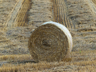 Strohrollen auf dem Feld