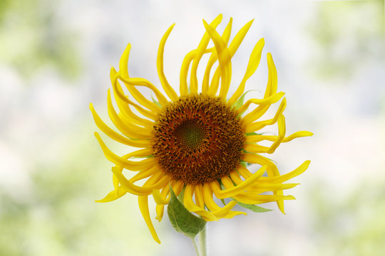 bizarre sonflower