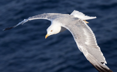 Seagull