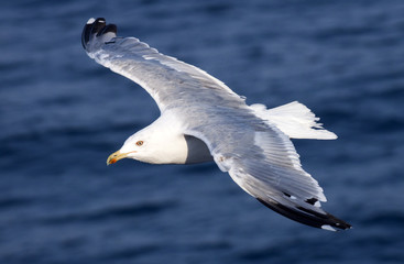 Seagull