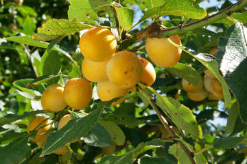 Mirabelles