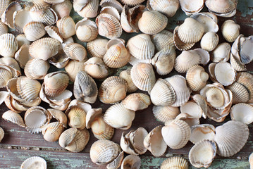 viele muscheln am sand strand