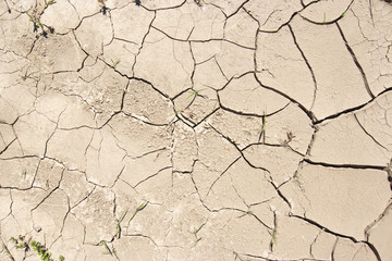 dried ground
