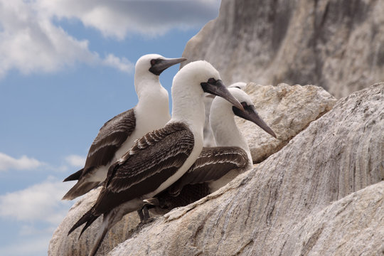 Fous le long d'une paroi rocheuse