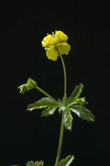 Blutwurz; Potentilla erecta