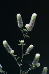 Hasenklee; Trifolium arvense; Maeuseklee
