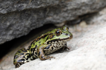Green frog sitting on the stone