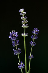 lavendel; Lavendula angustifolia