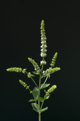 Marokkanische Minze; Mentha spicata; Marokko