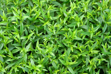 Leaves green