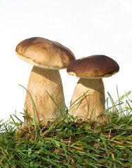 Steinpilze; Boletus edulis