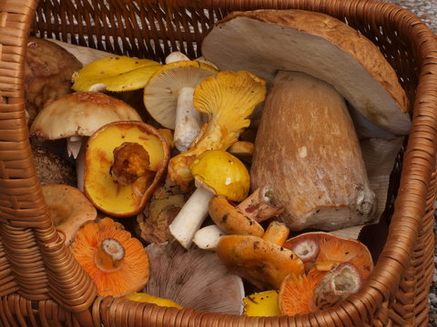 Pilzkorb