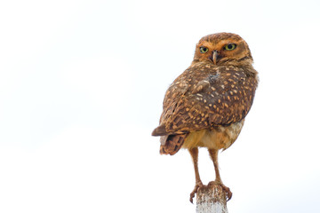 Burrowing Owl