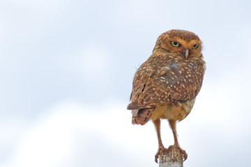 Burrowing Owl
