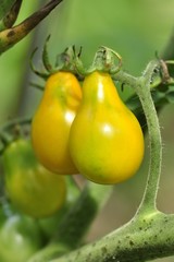 yellow tomatoes in the garden