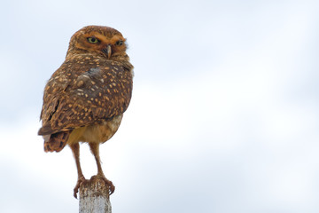 Burrowing Owl