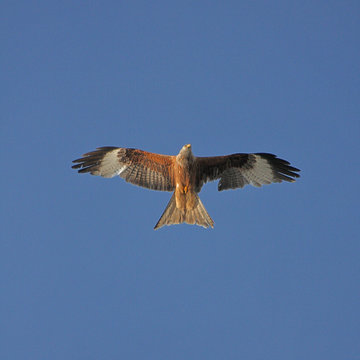 steinadler von unten fotografiert