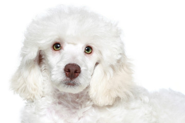 White poodle puppy