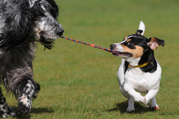 Setter und jack Russel am spielen