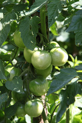Tomates vertes