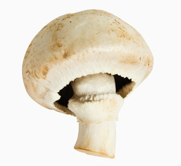 Mushroom isolated on white with clipping path