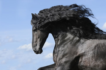Portrait of moving friesian black horse stallion