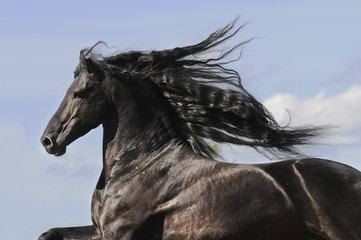 Portrait of moving friesian black horse