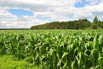 Fototapeta na wymiar The Harvest of the corn on field.