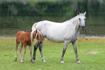 Mare and colt