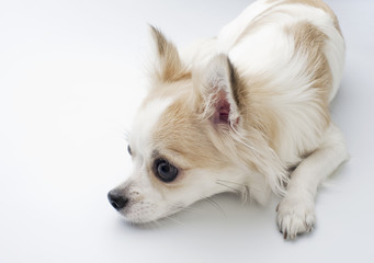 Chihuahua lying down in profile on white