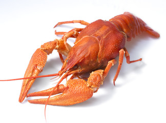 A large cooked red lobster over white