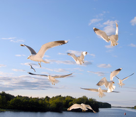Fototapeta na wymiar Flock of gulls